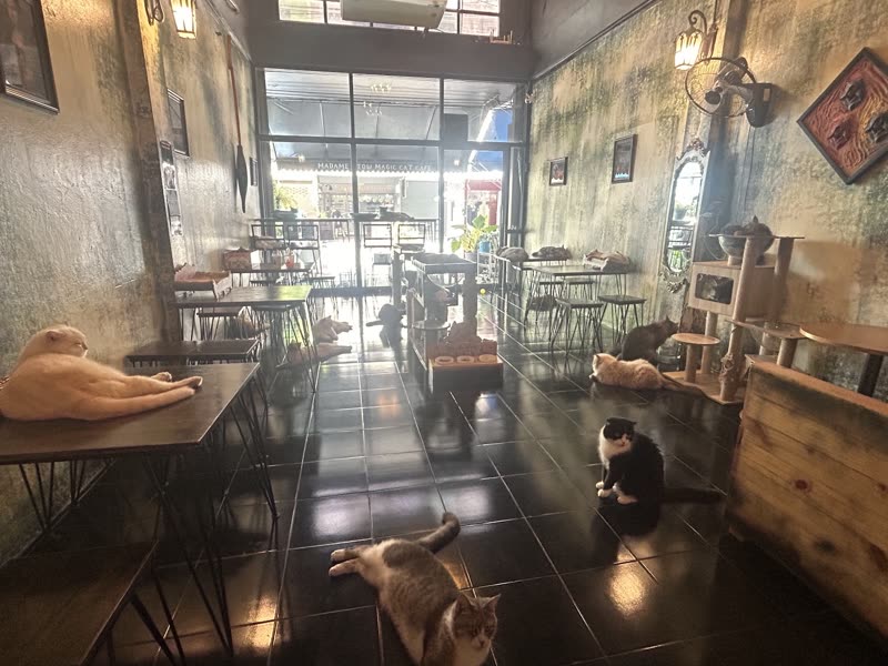 Wide view down the length of the cat cafe with cats on the floor
