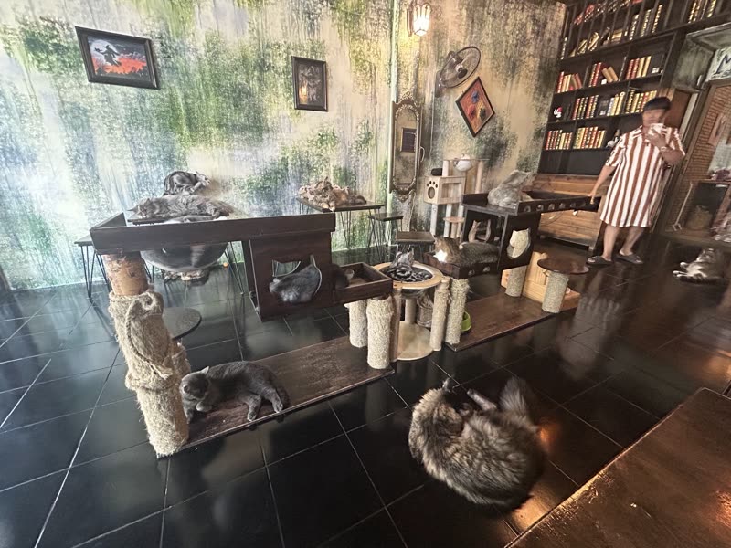 Cat climbing towers and shelf wall inside the cafe