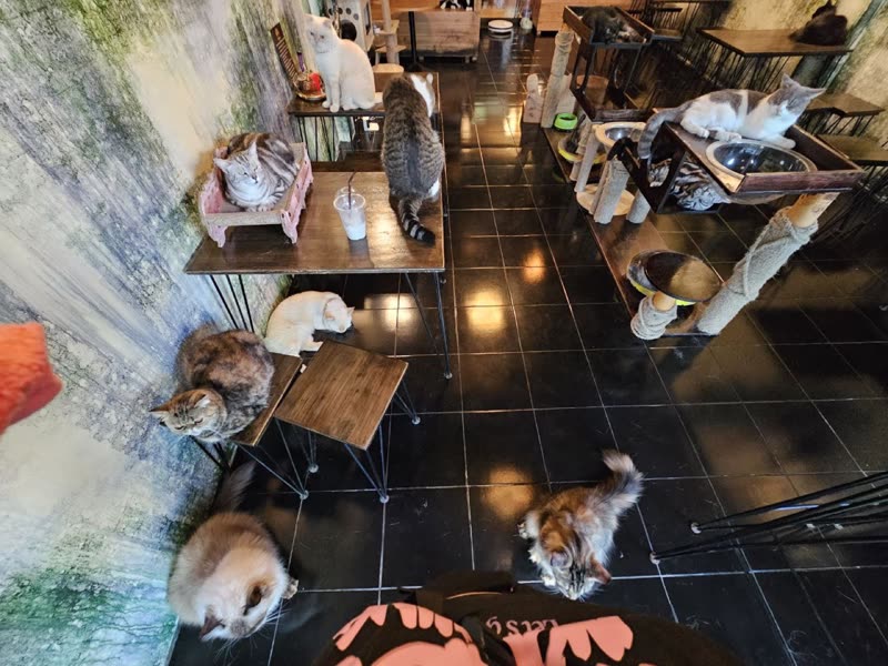 Several cats across tables, stools and a climbing frame
