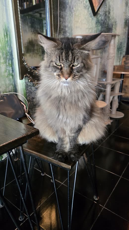 Fluffy grey Maine Coon-type cat sitting upright by the window