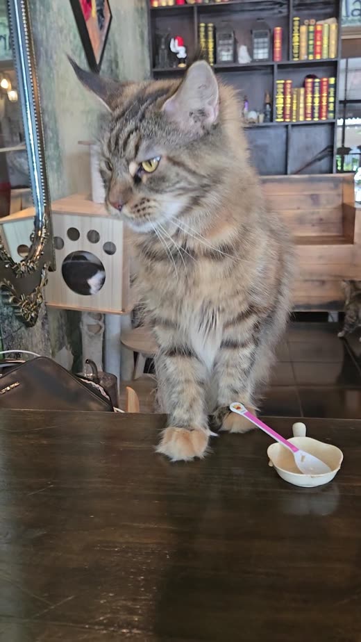 Fluffy grey tabby on a table beside a small white bowl and spoon