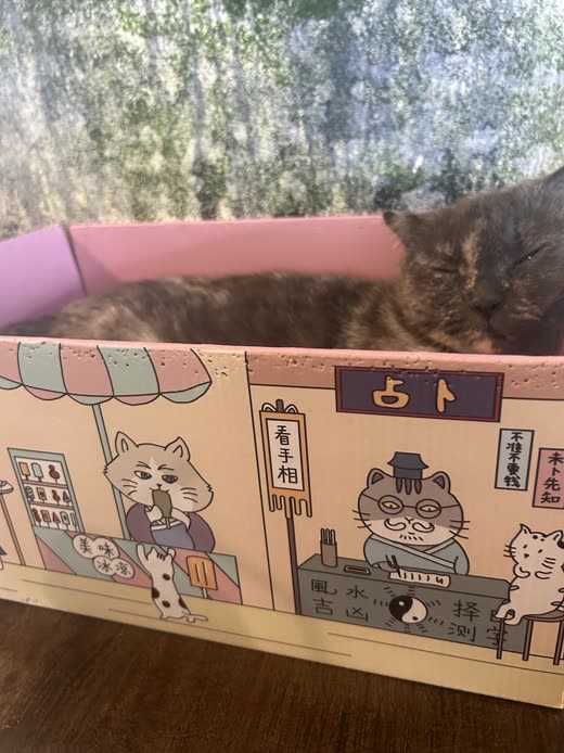 Long-haired tabby dozing in a decorated cardboard cat bed