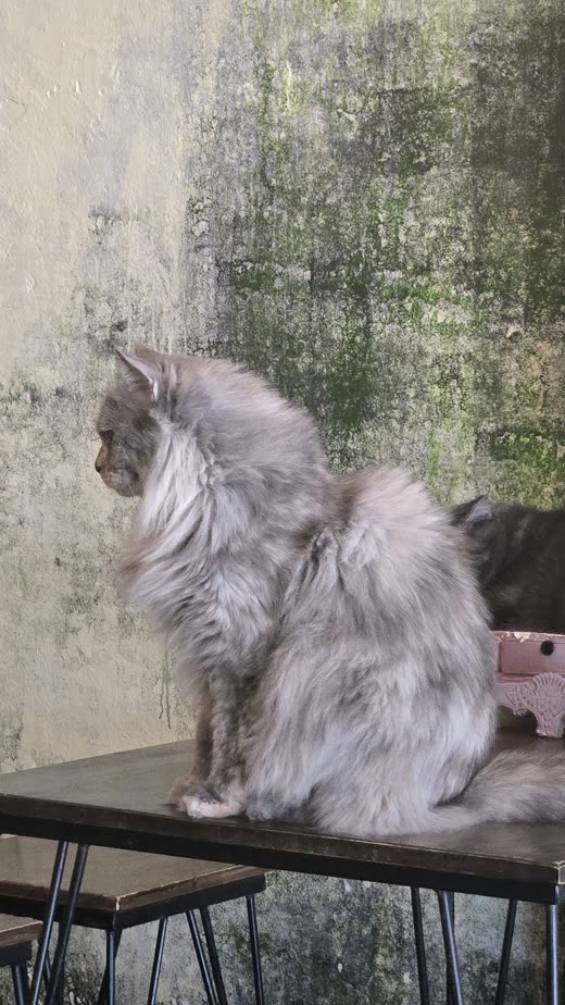 Silver long-haired cat sitting in profile against a concrete wall